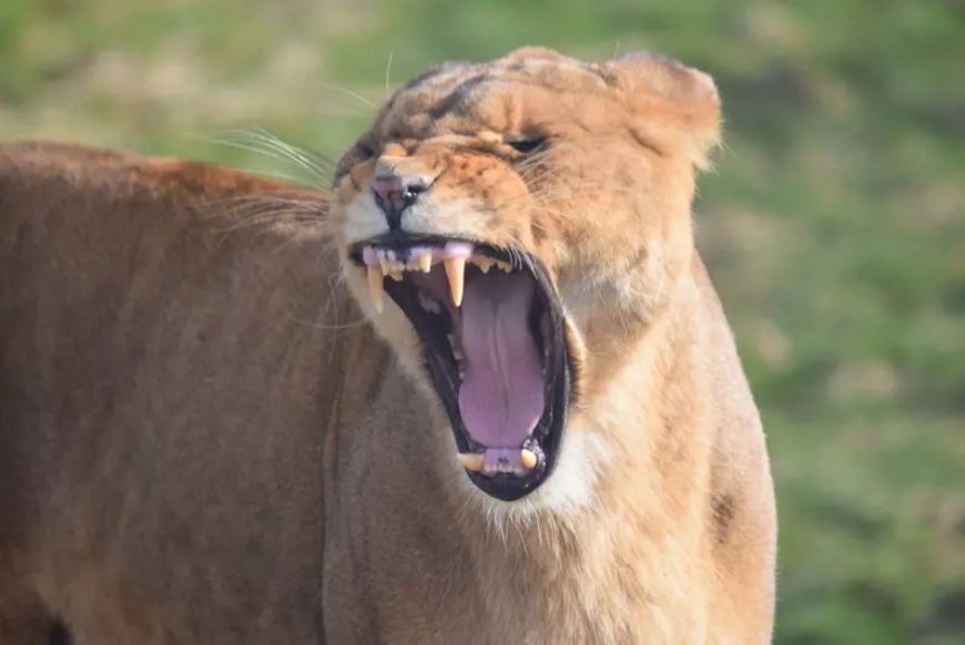 A lion yawning